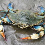 blue crab archives