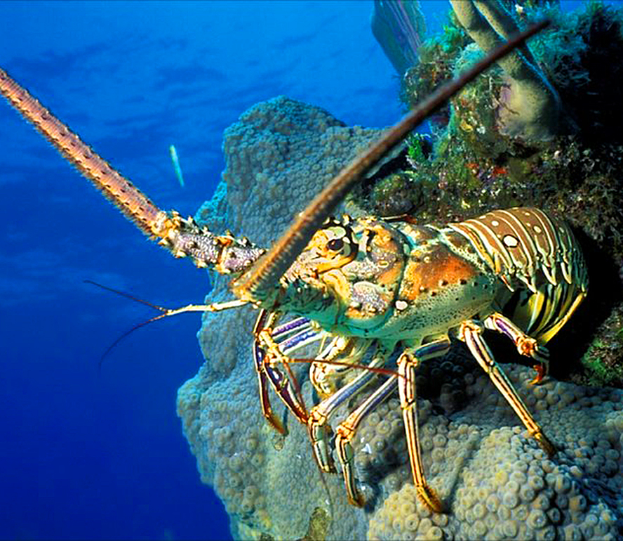 Key West Spiny Lobster 20+ lbs. | keywestseafooddirect.com