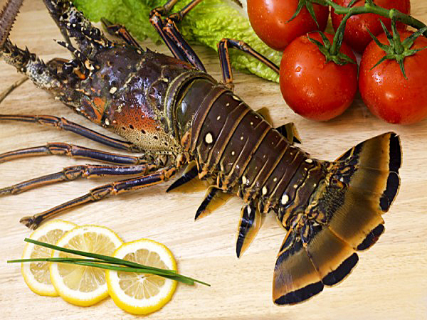 FRZ-Key West Spiny Lobster 10+ lbs. | keywestseafooddirect.com